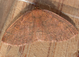 Black-dotted Ruddy